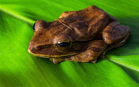 青蛙|青蛙[兩棲綱無尾目的動物]:青蛙（Frog）屬於脊索動物。